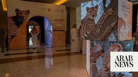 saudi arabia cheetah|Experts share details of cheetah remains found in Saudi Arabia .